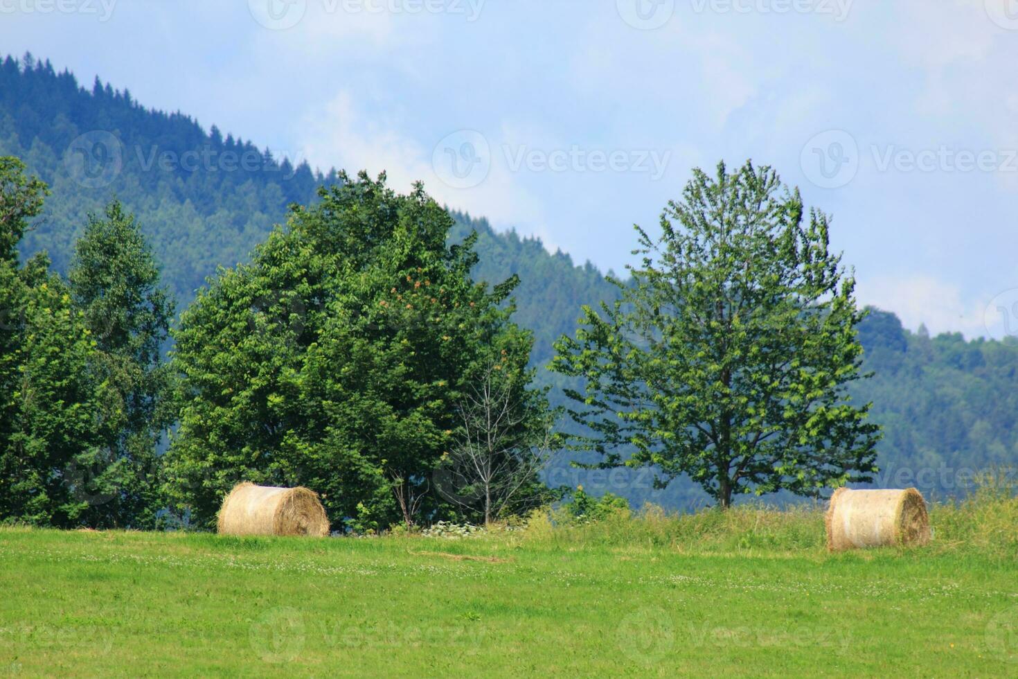 heno fardos a campo foto