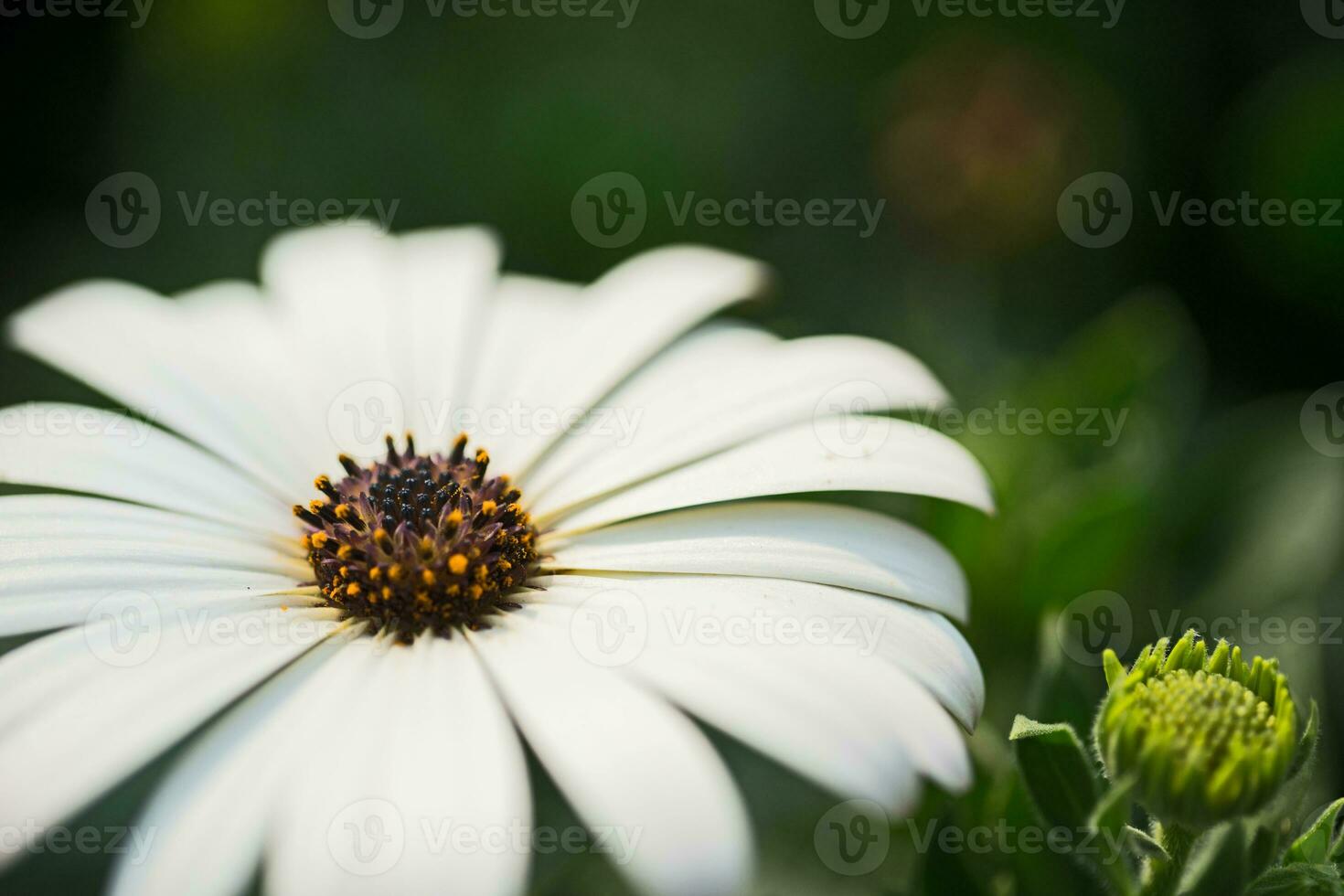 Close up macro white flower photo