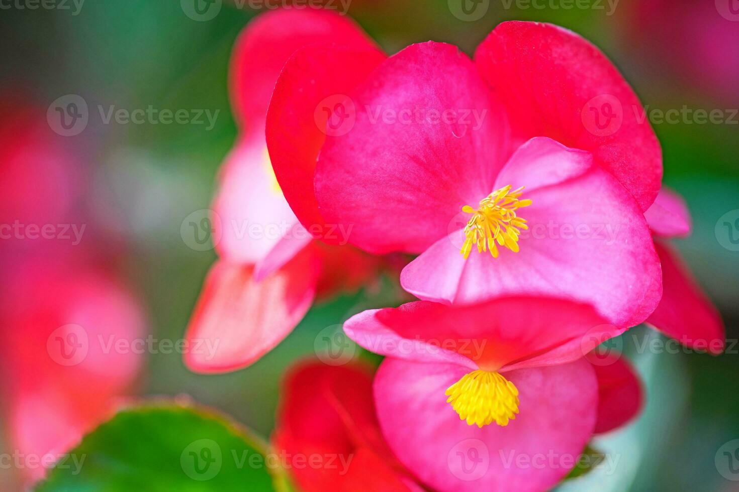 Close up macro pink flower photo