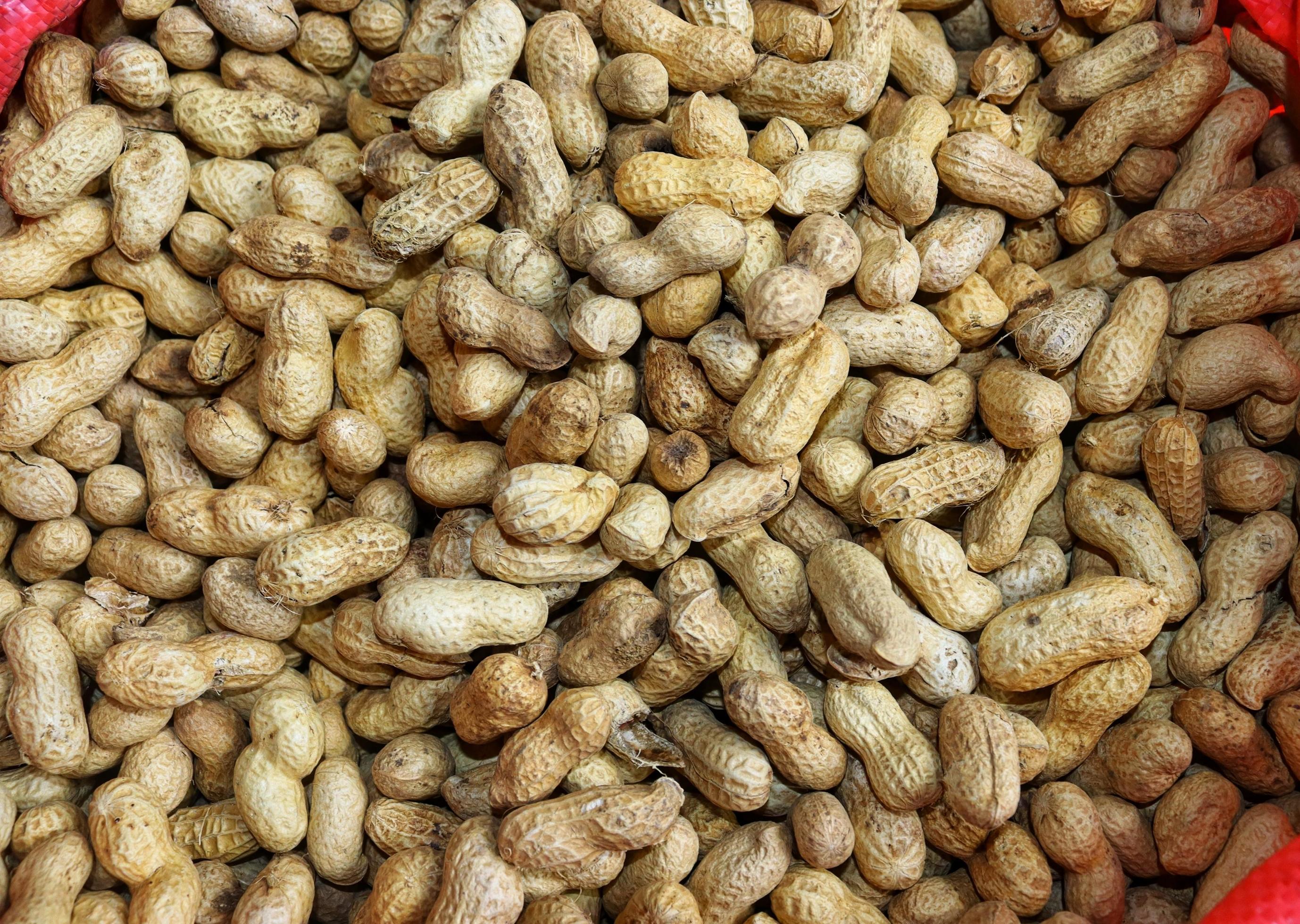 Peanuts in the shell. 20646447 Stock Photo at Vecteezy