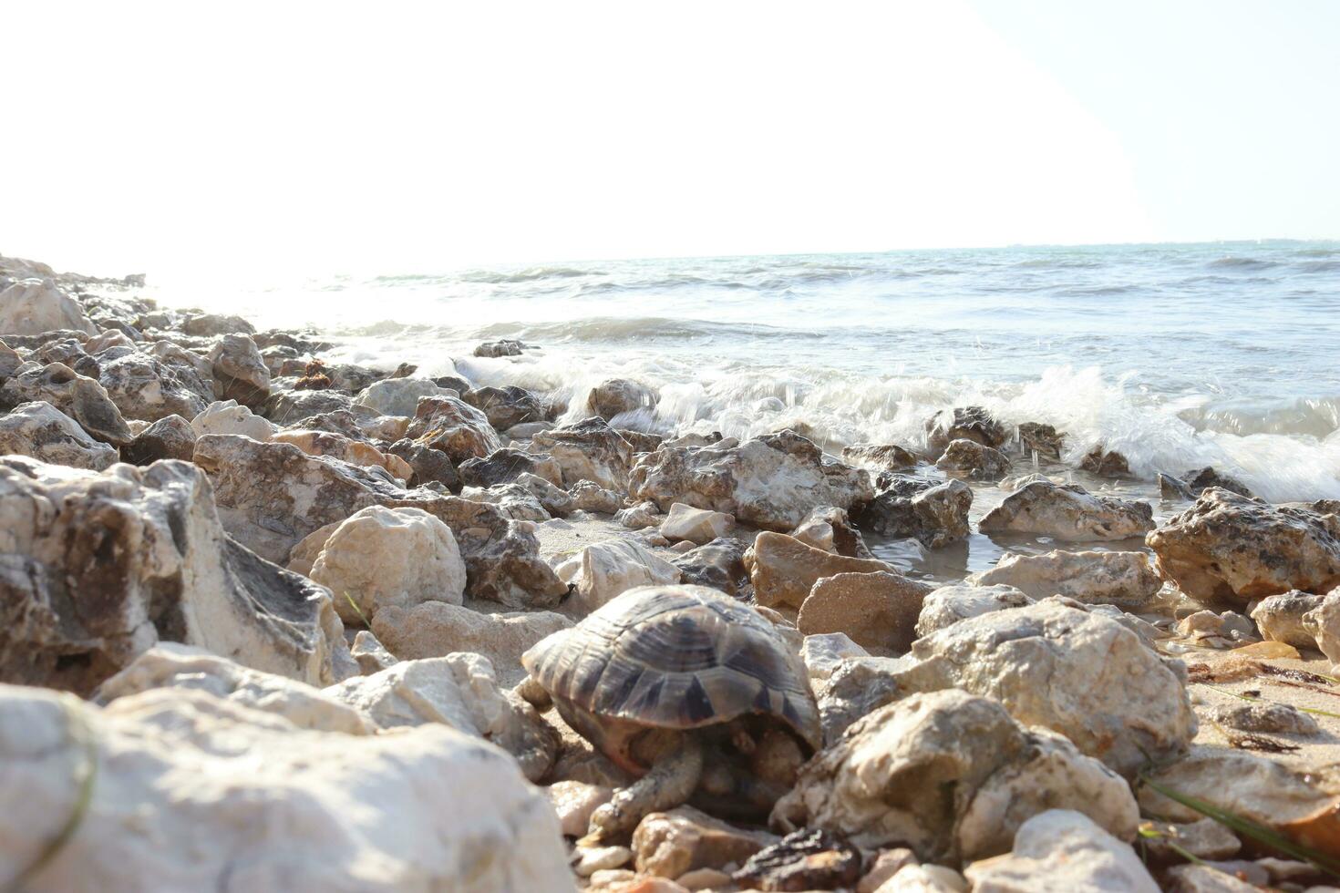 A turtle on stone at seaside photo