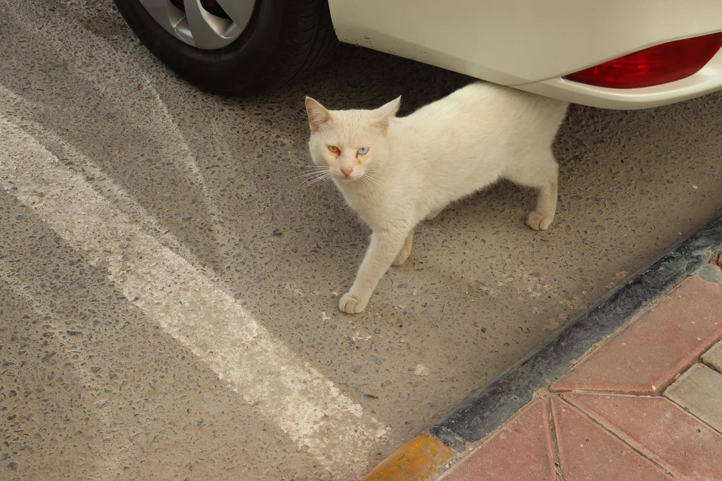 un hermosa blanco gato en pie debajo el coche foto