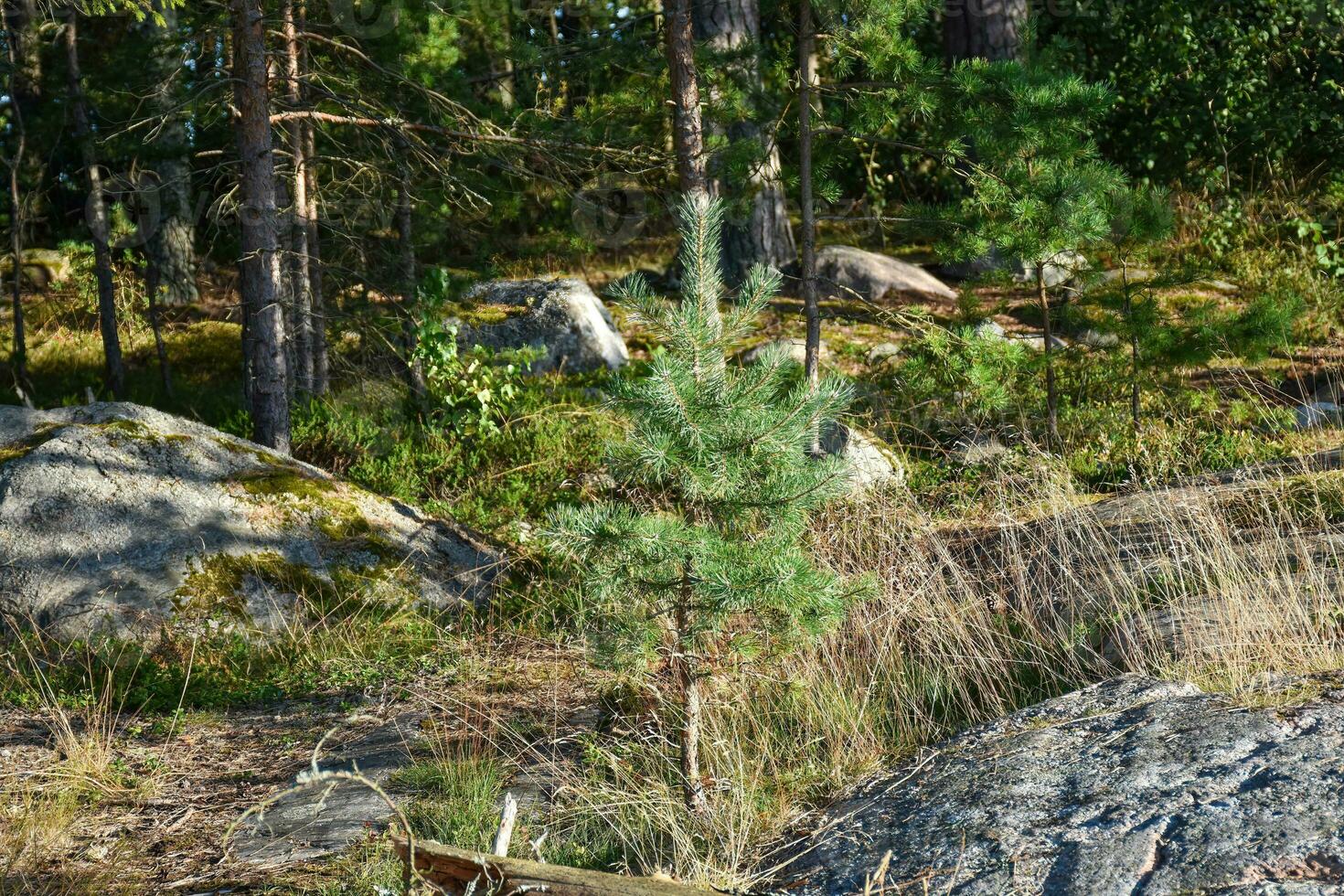 Estocolmo Suecia archipiélago salvaje bosque foto