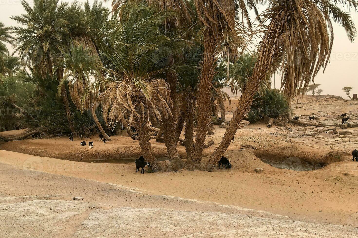 Morocco Desert Palm Trees With Wild Goats Scenery photo