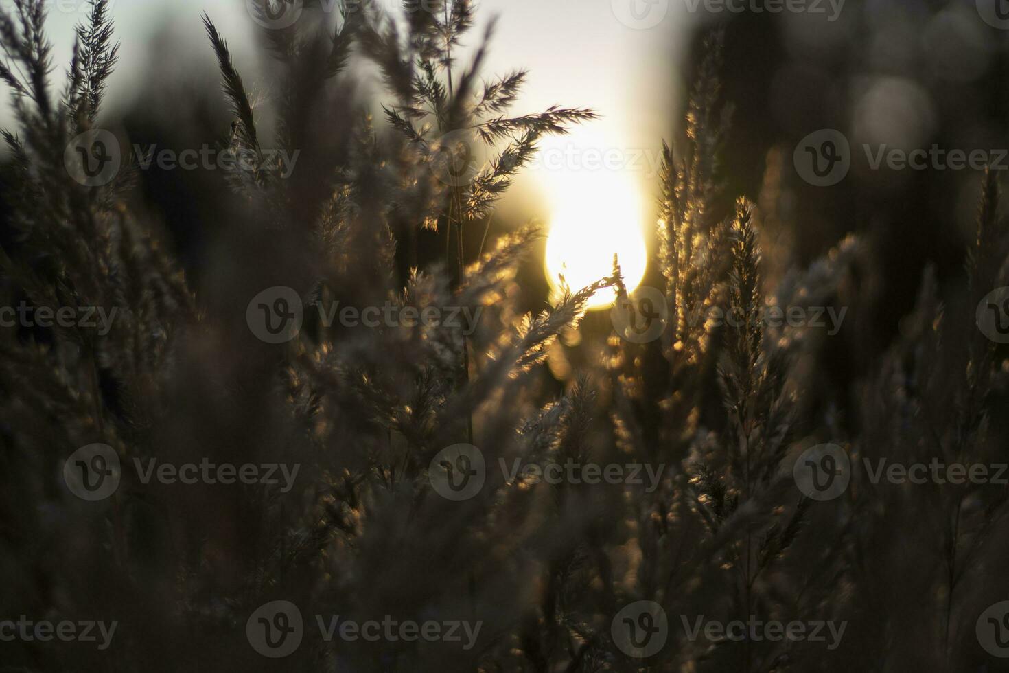 Dry grass in sun. Light in field. Details of morning nature. photo
