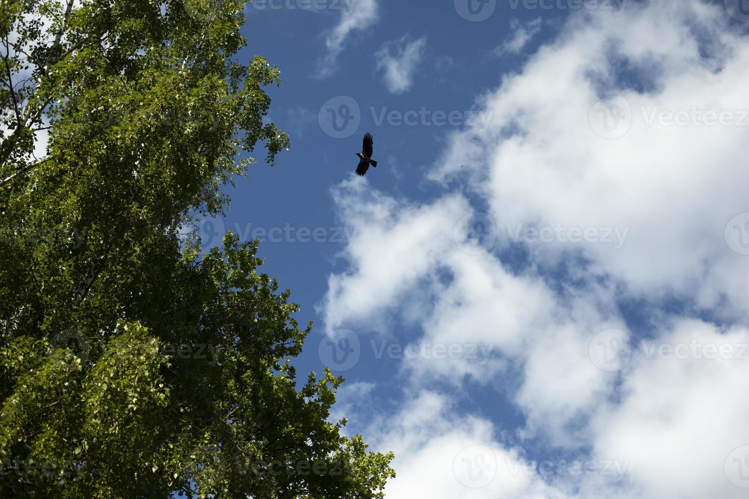 Crows in sky. Large black bird flies into forest. photo