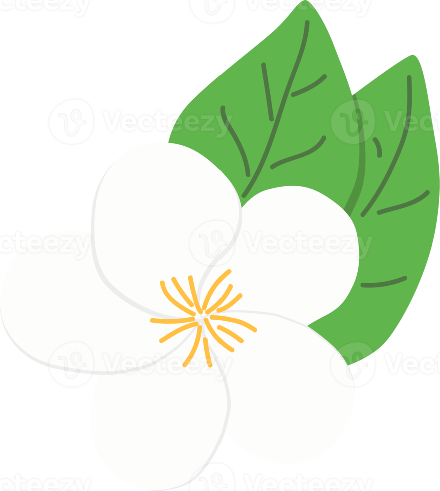 jasmine, Songkran Festival element. png