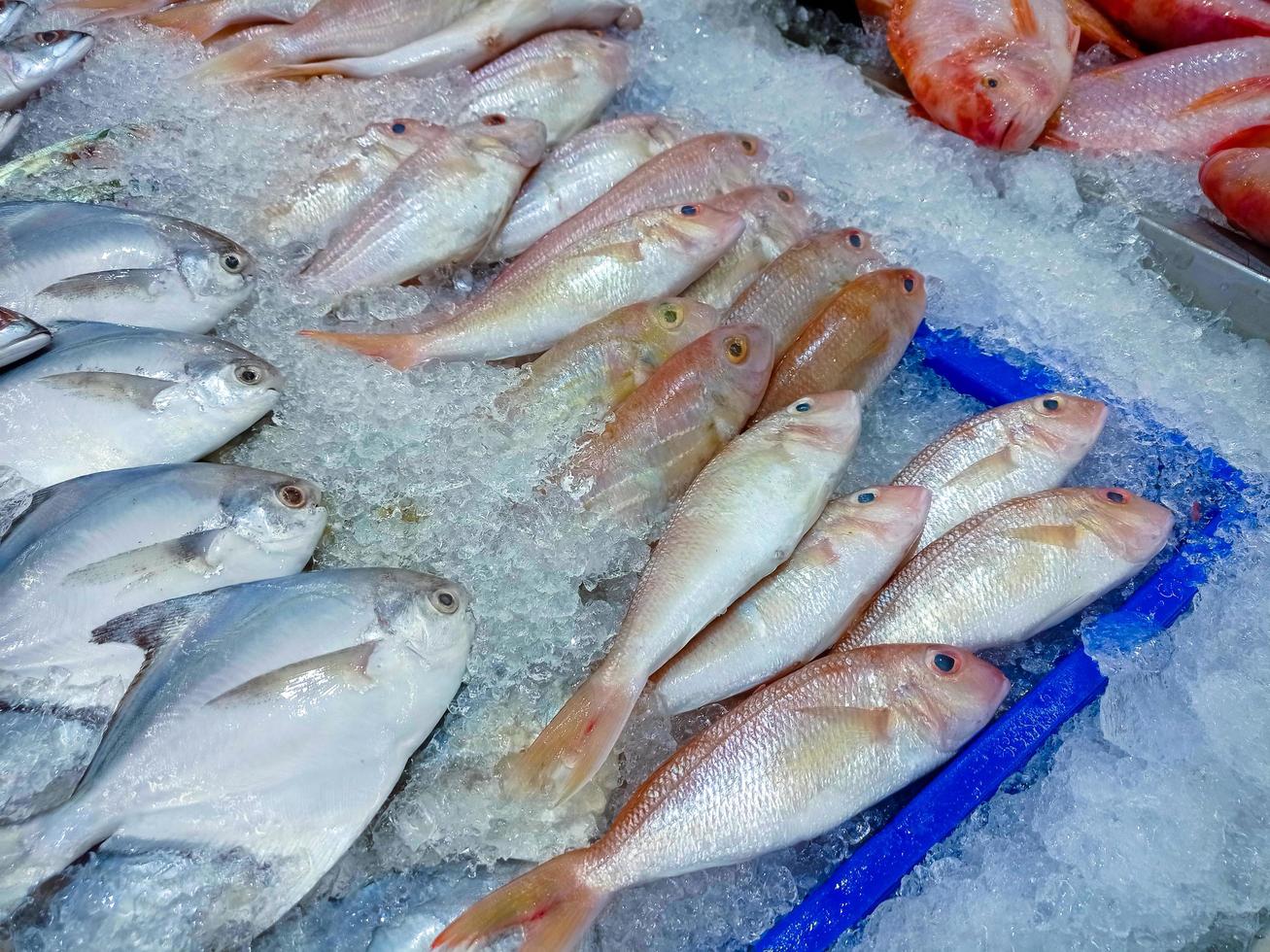 Fresco pescado en hielo estante a mercado.display para rebaja en hielo lleno a supermercado. eso es un tipo de agua dulce pescado ese es normalmente criado como un comida suministrar. foto