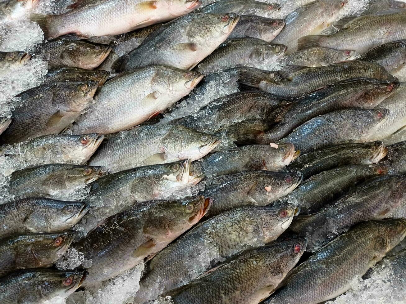 Fresco pescado en hielo estante a mercado.display para rebaja en hielo lleno a supermercado. eso es un tipo de agua dulce pescado ese es normalmente criado como un comida suministrar. foto