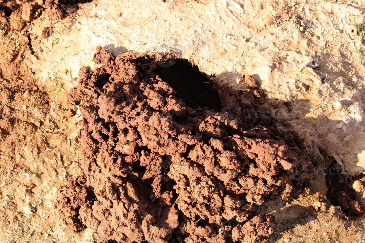 A Crab has Built a Nest on the River Bank. photo