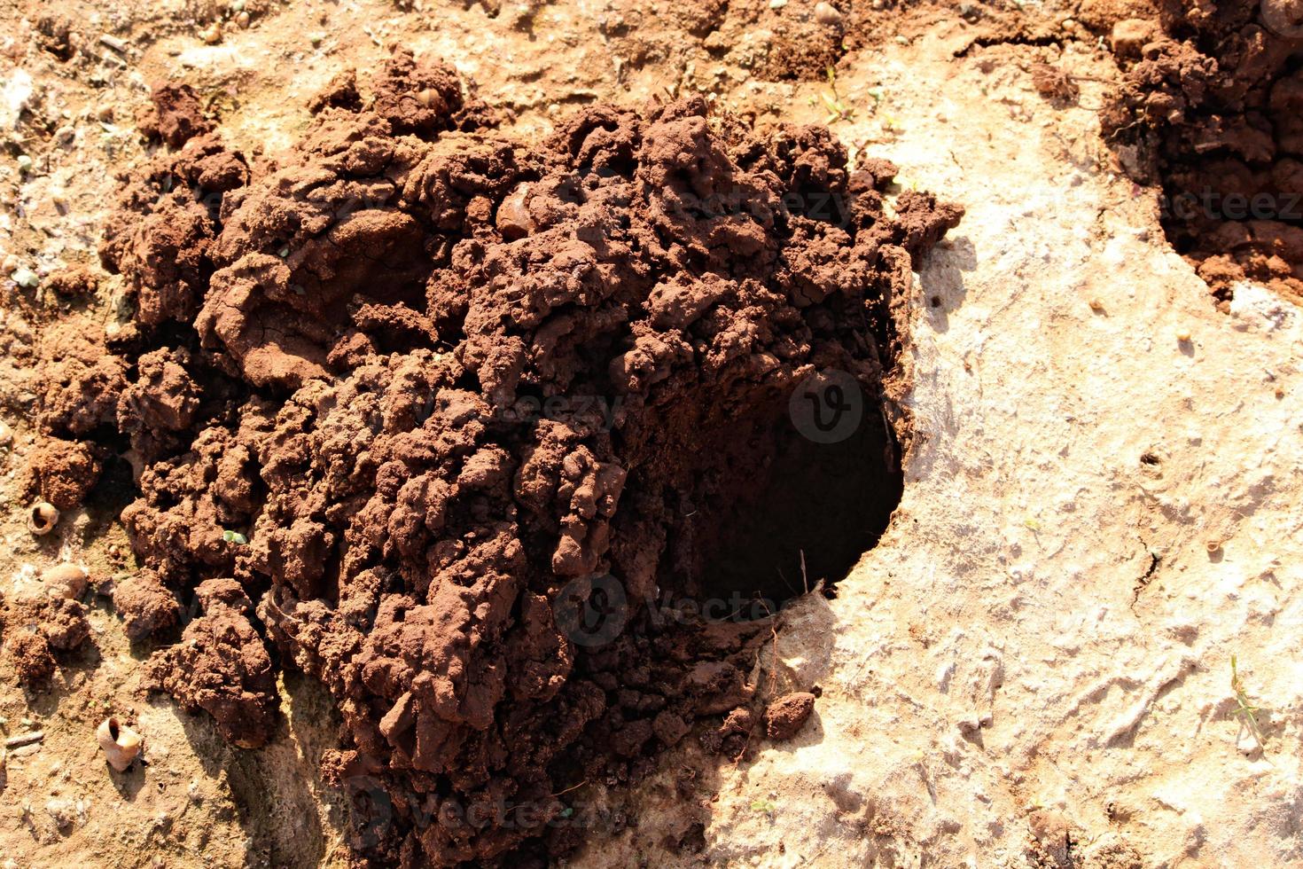 A Crab has Built a Nest on the River Bank. photo