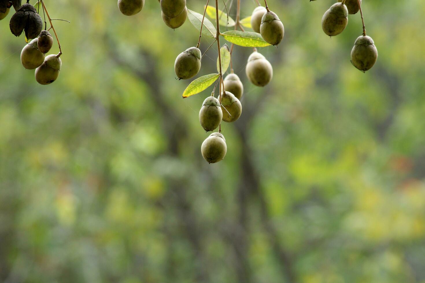 The Wild Nuts. photo