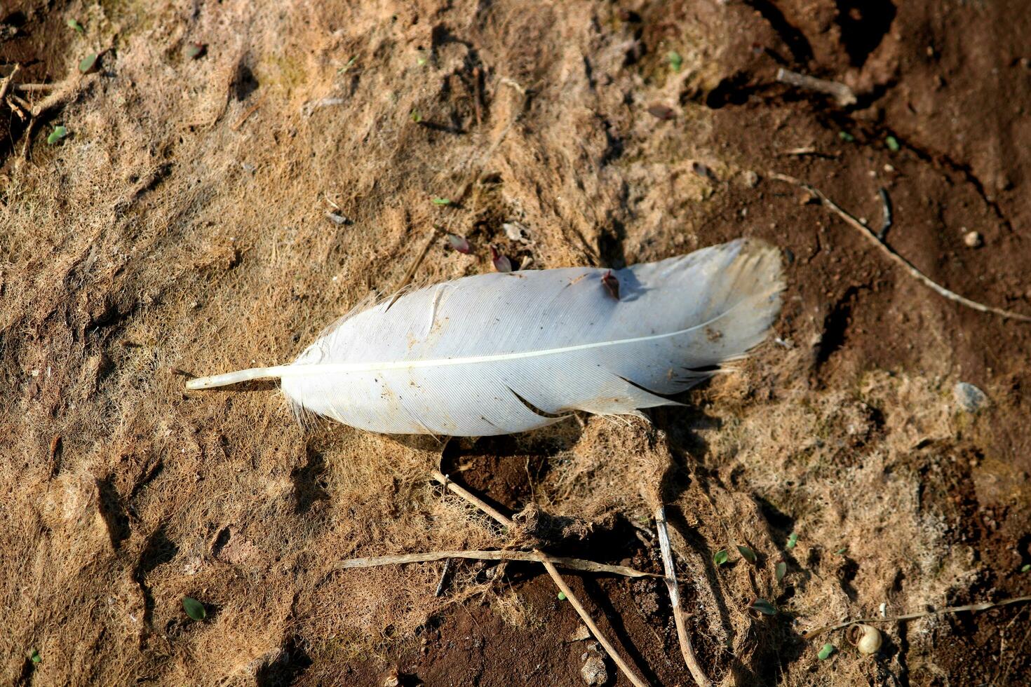 A Feather Fell to the Ground. photo