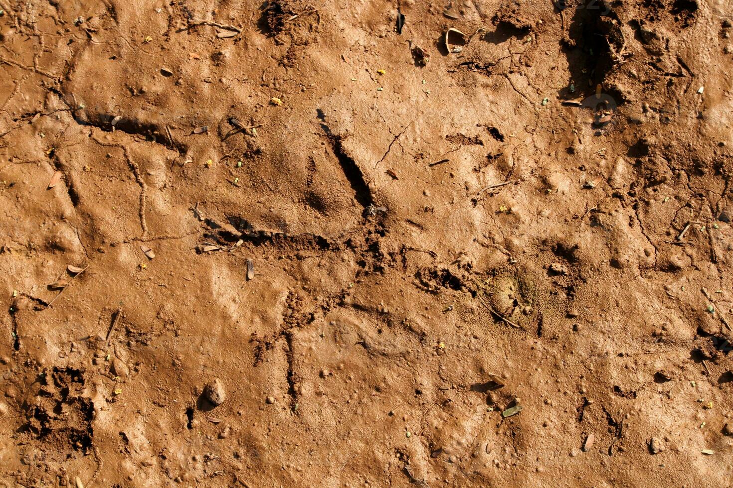 Footprints of Birds on the River Bank. photo