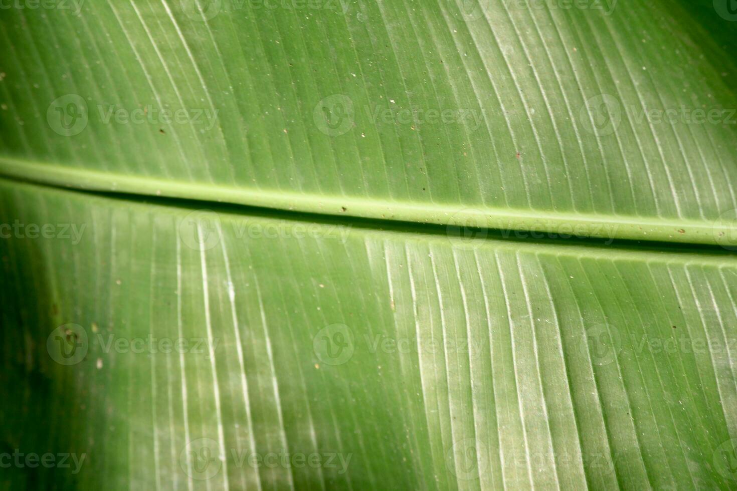 The Banana Tree Leaf. photo