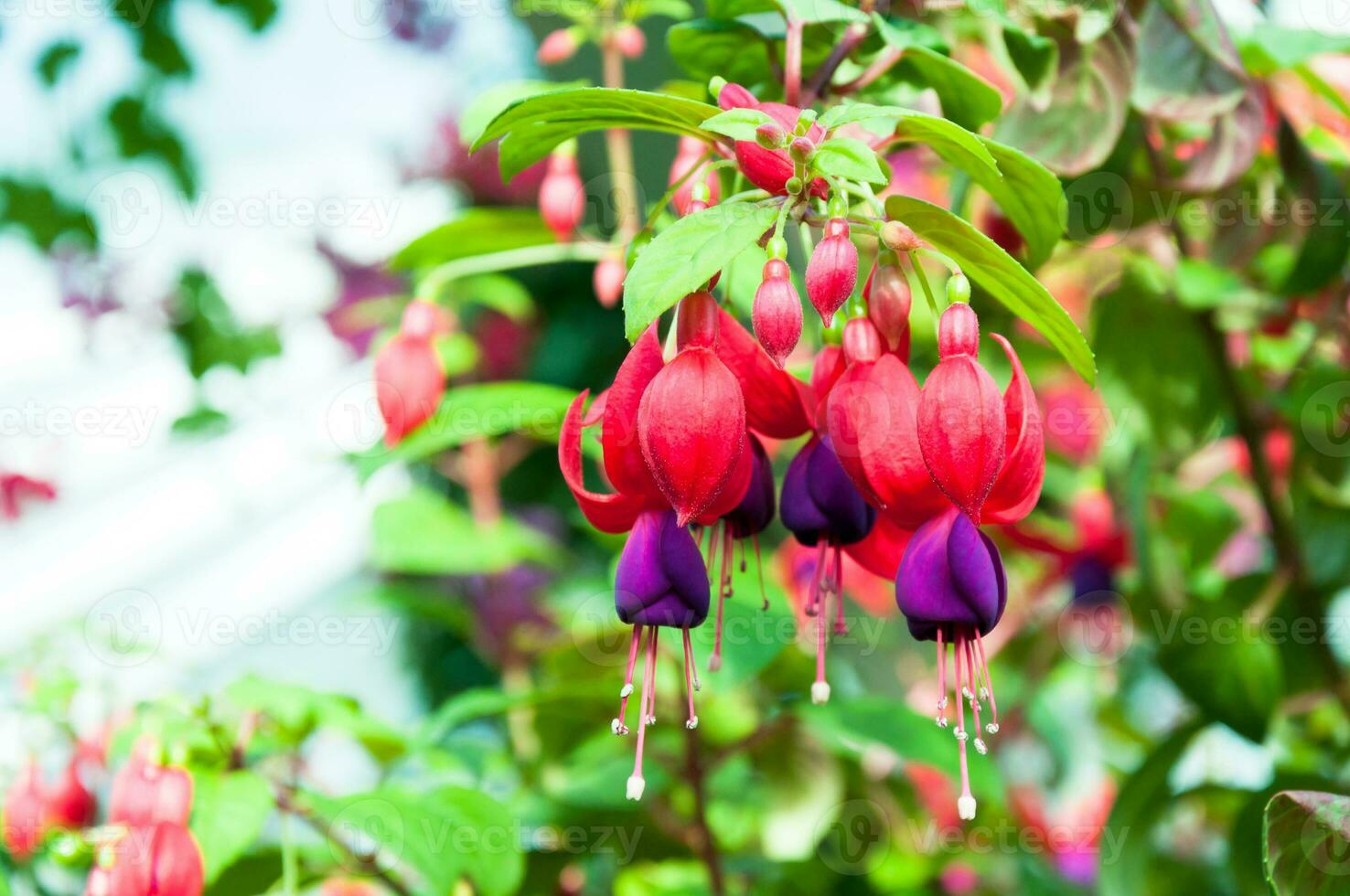 beautiful fuchsia flowers in garden photo