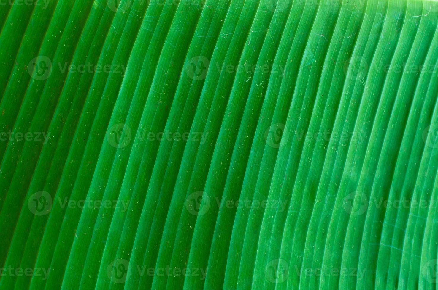 Closeup of banana leaf texture abstract background, fresh green leaf for background photo
