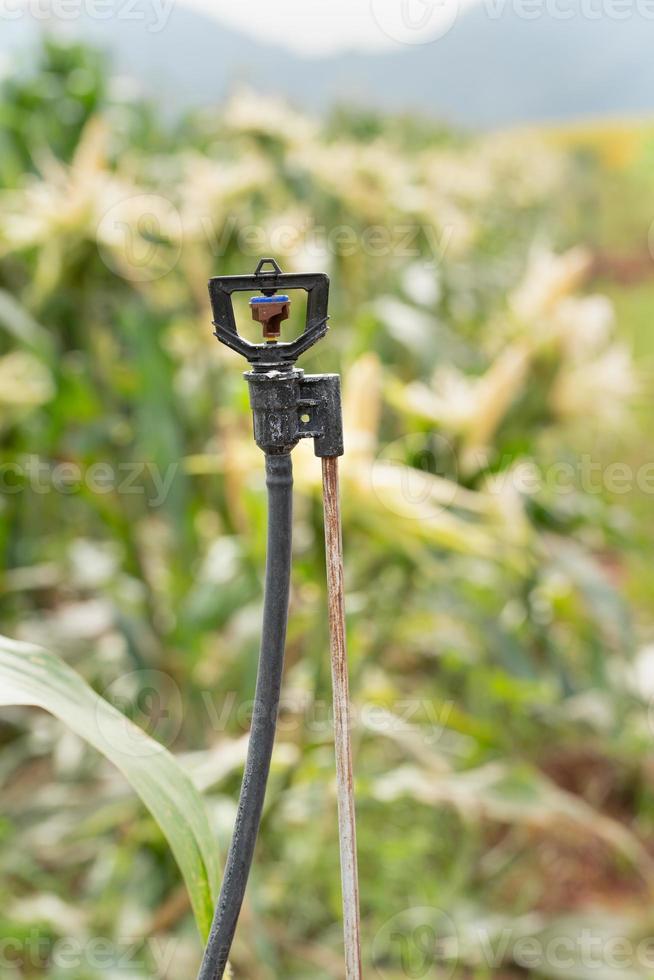 Sprinkler in high tube for field planted with corn photo