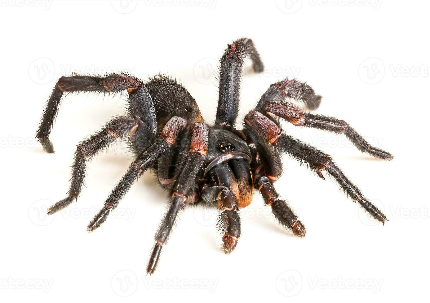 Thai Tarantula Haplopelma albostriatum photo