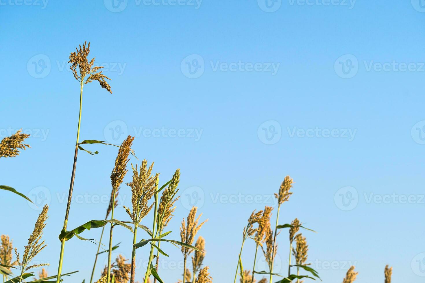 Sorghum in field of feed for livestock photo