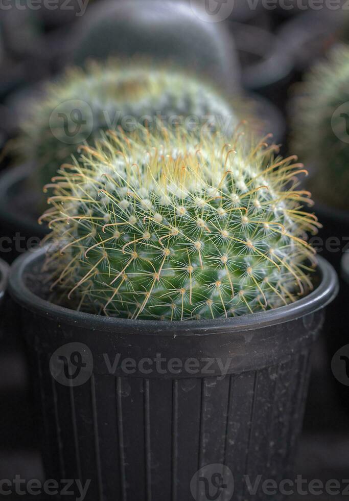 Small cactus in a pot photo