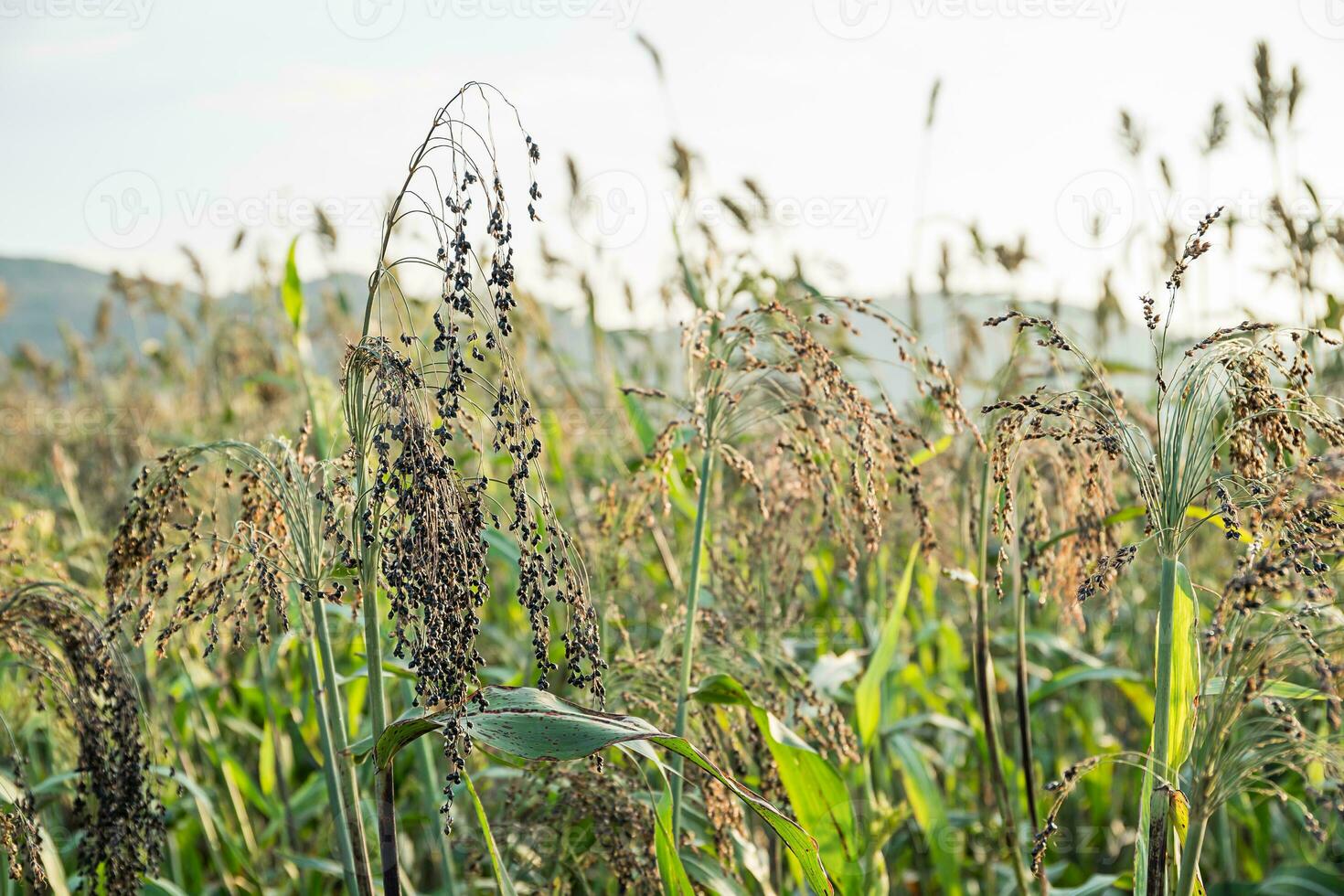 Field of Sorghum or Millet photo