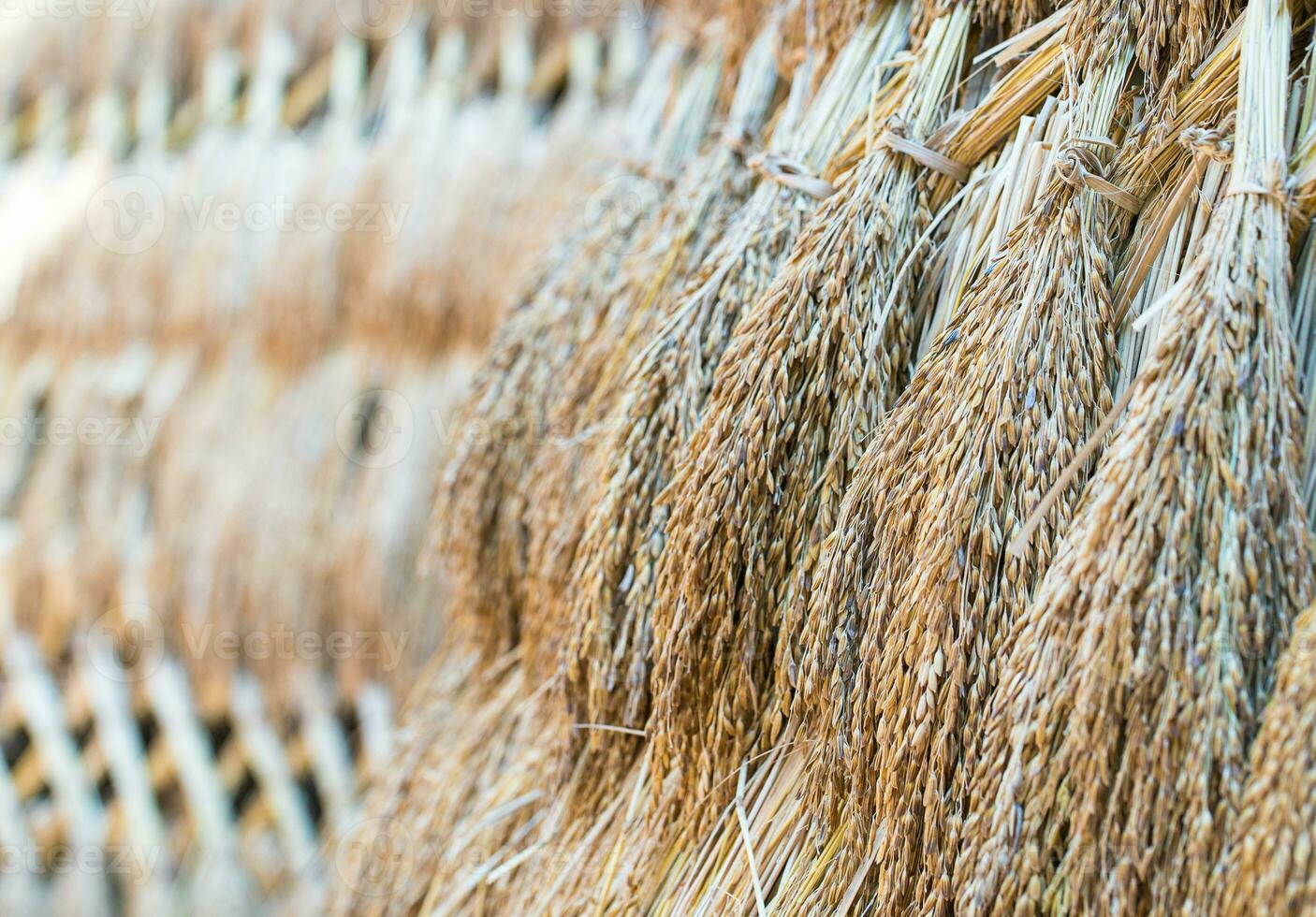 Dry paddy rice seeds photo