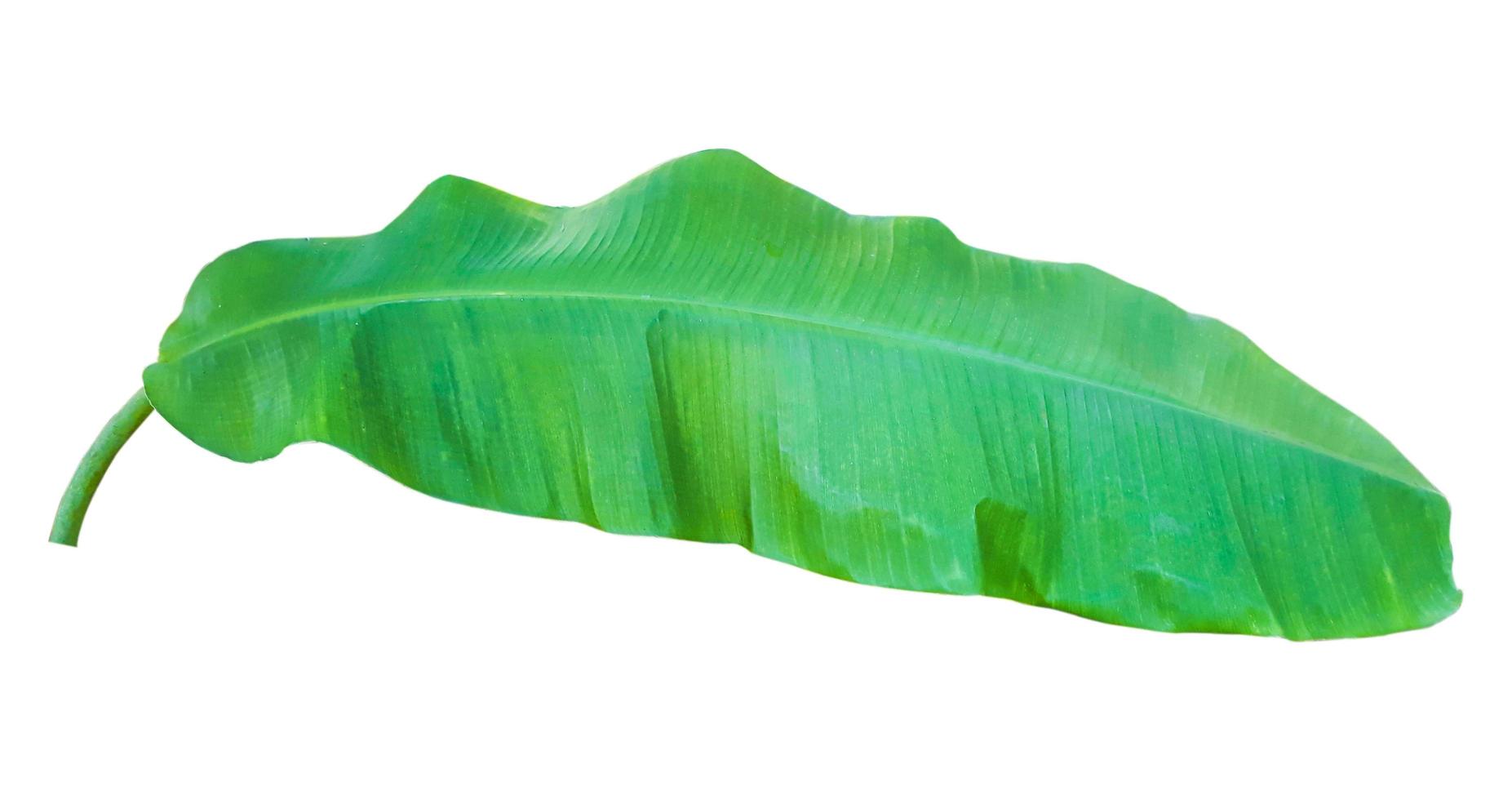 banana leaf isolated on white background,with clipping path. photo