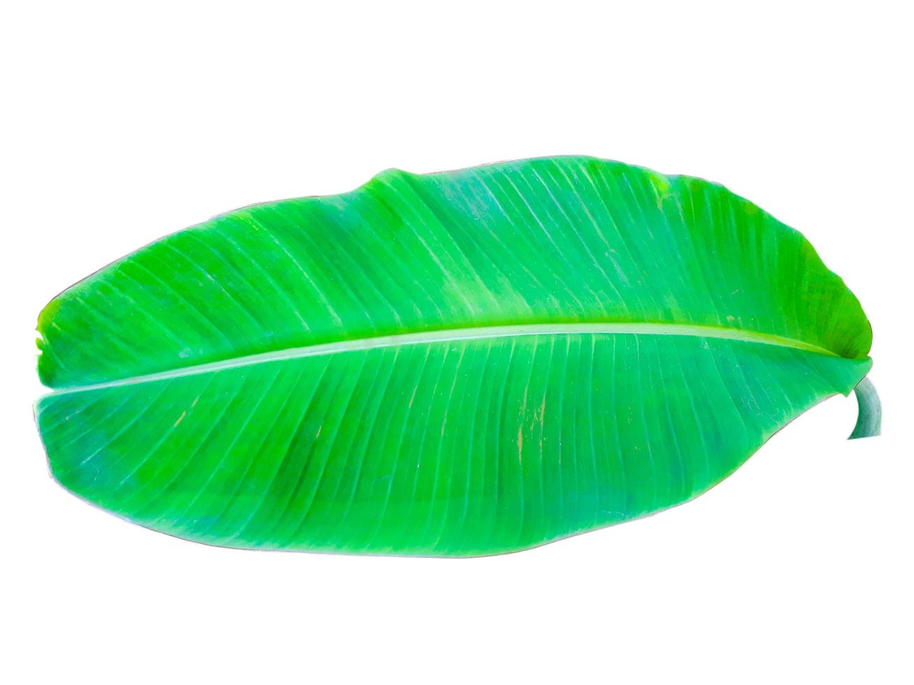 banana leaf isolated on white background,with clipping path. photo