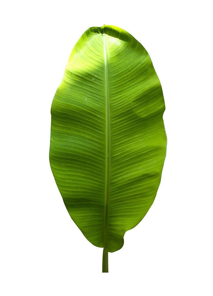 banana leaf isolated on white background,with clipping path. photo