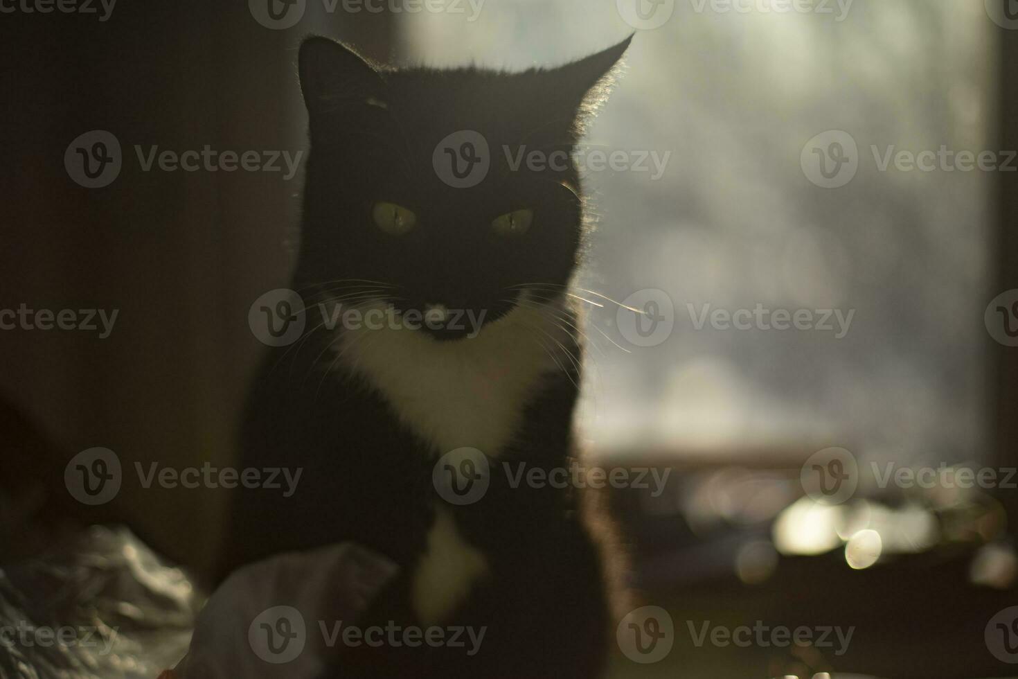 gato a hogar en Mañana. gato sentado en mesa. mascota en luz de sol. foto