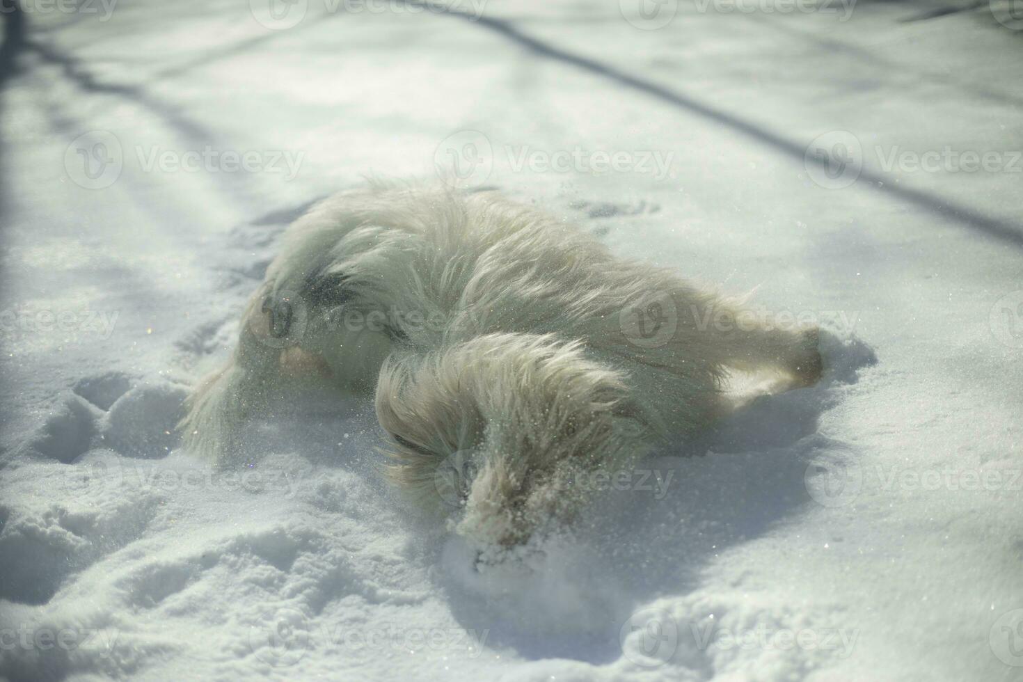Dog in snow. White coat in dog. Pet walks in winter. photo