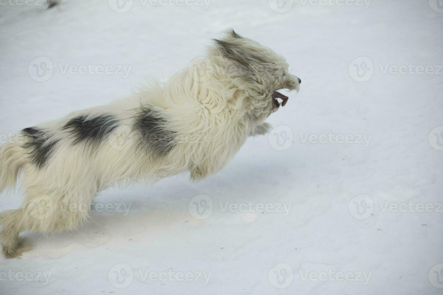 Dog running through snow sticking out its tongue. Dog's walk. Pet in winter. photo