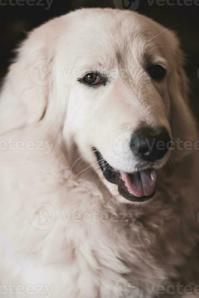 Close-up portrait of a kind and cute Maremma Shepherd Dog. White thick coat. Open mouth. Selective focus on the eyes. photo