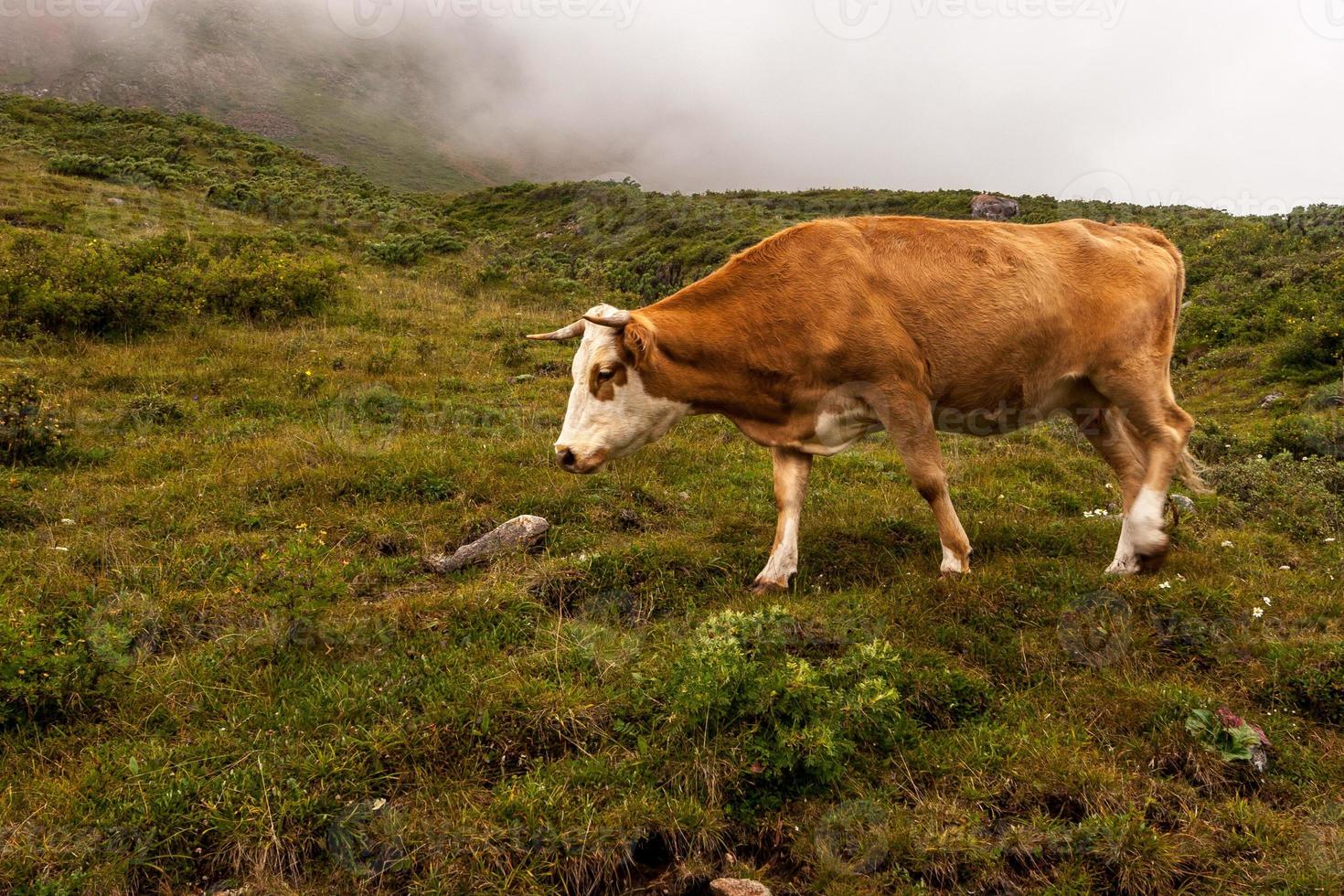 marrón vaca con un blanco bozal en un ladera. un lote de verde césped en el suelo. el niebla es alrededor. horizontal. foto