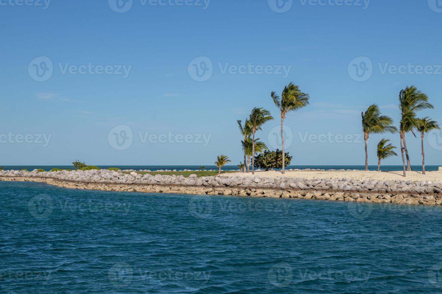 Palm Trees on a Break Wall on a Tropical Island photo