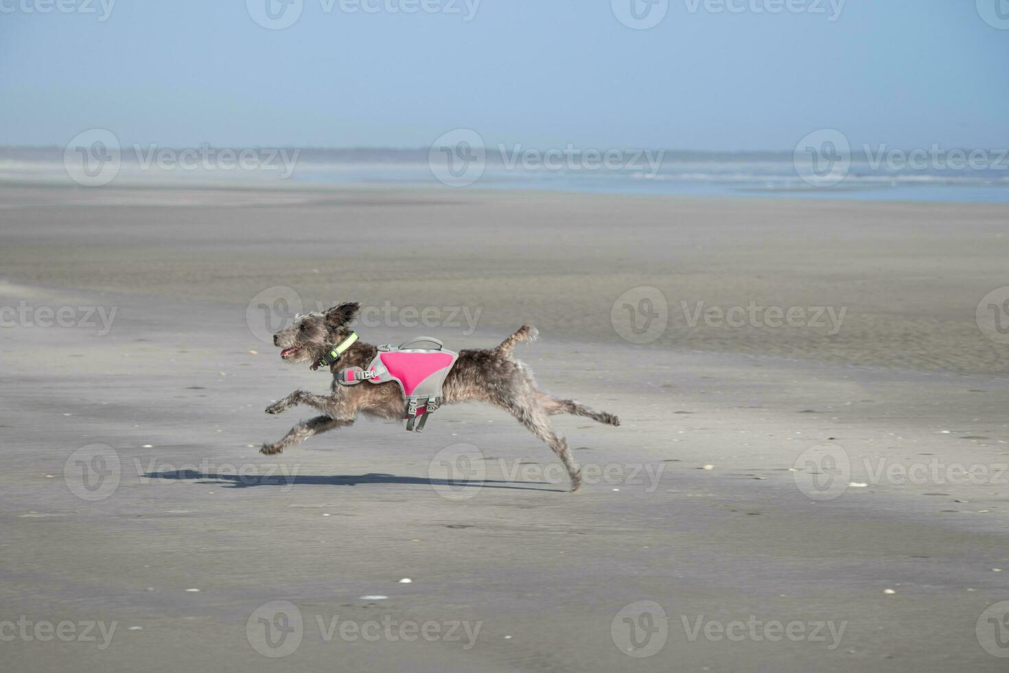 Little dog playing at the beach photo