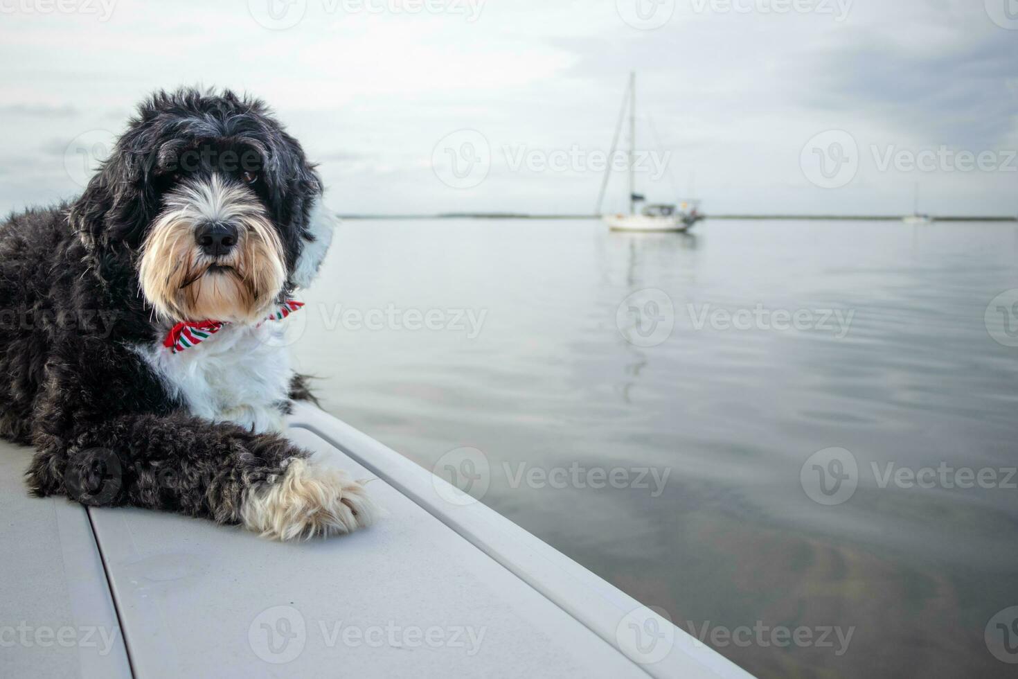 black and white dog laying on a boat photo