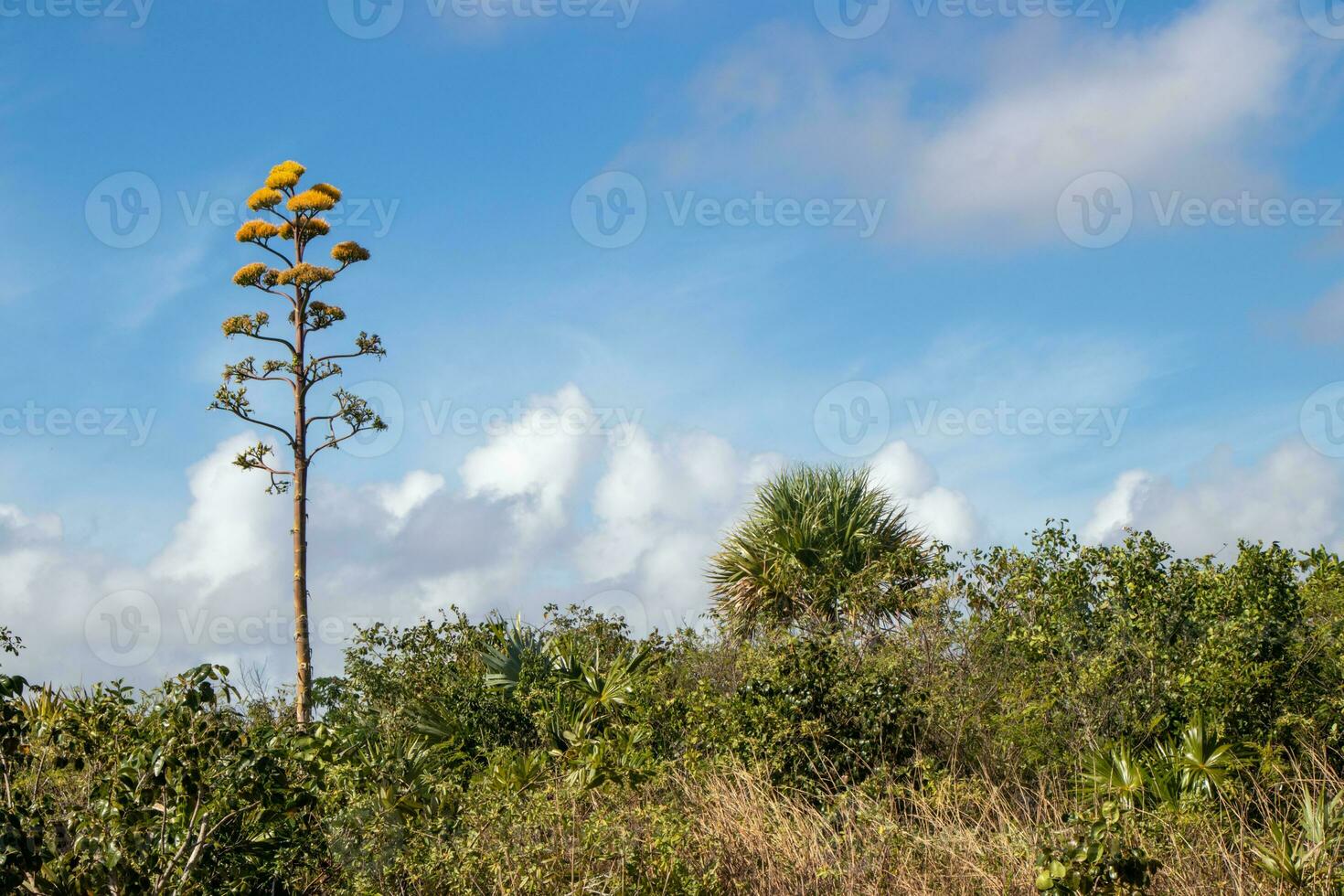 bonito amarillo flores creciente en un tropical bosque foto