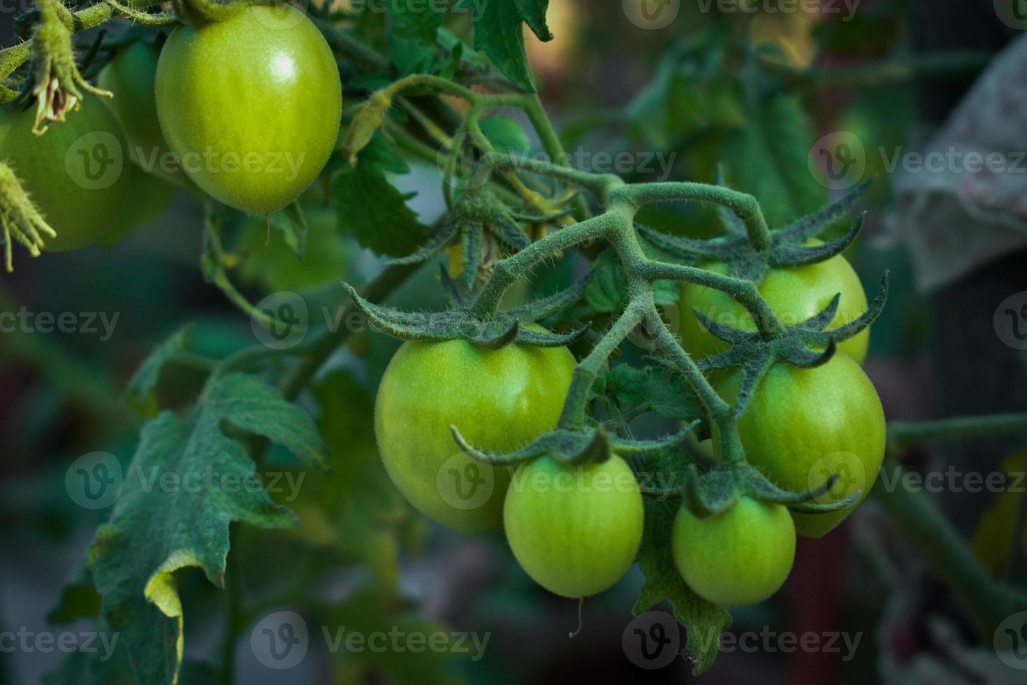 obtener Listo a añadir un picante giro a tu comidas con estos rechoncho y jugoso verde Tomates, el Perfecto ingrediente para tu siguiente culinario aventuras foto