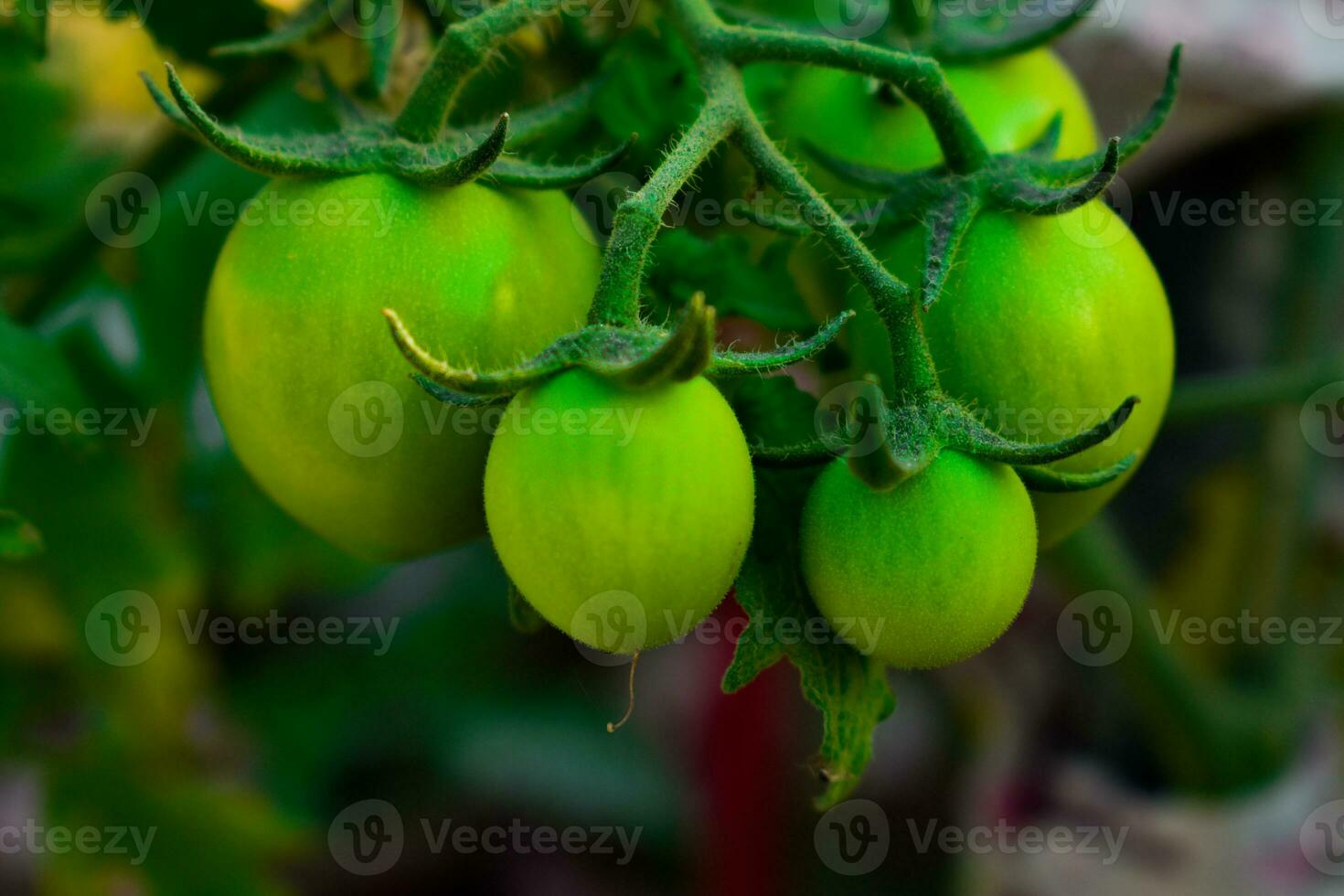 Get ready to add a tangy twist to your meals with these plump and juicy green tomatoes, the perfect ingredient for your next culinary adventure photo