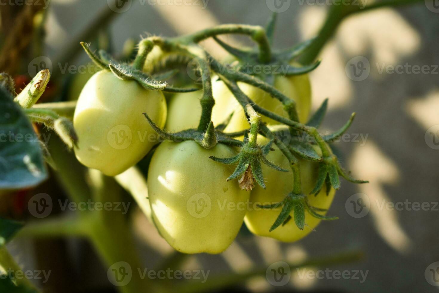 Get ready to add a tangy twist to your meals with these plump and juicy green tomatoes, the perfect ingredient for your next culinary adventure photo