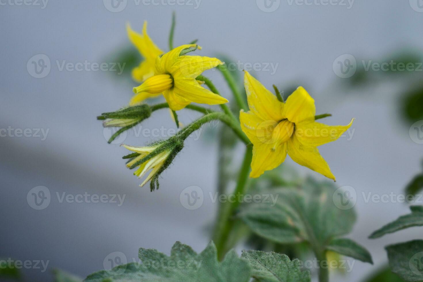 Behold the beauty of a tomato in bloom, a promise of sweet and savory delights to come photo