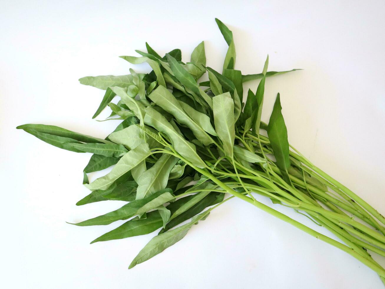 fresh kale on a white background and can be used for illustration photo