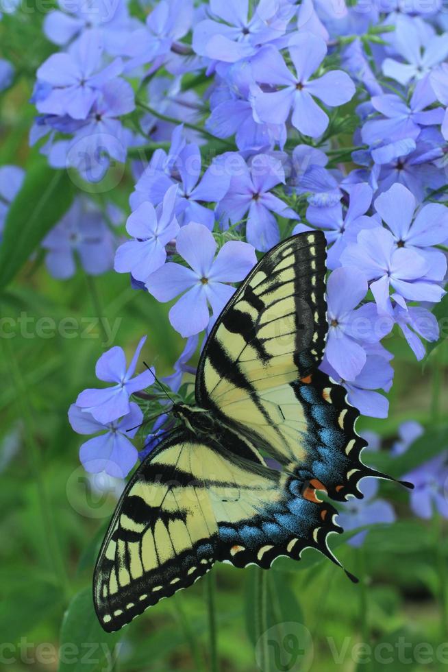 Eastern tiger swallowtail butterfly on woodland phlox flower photo