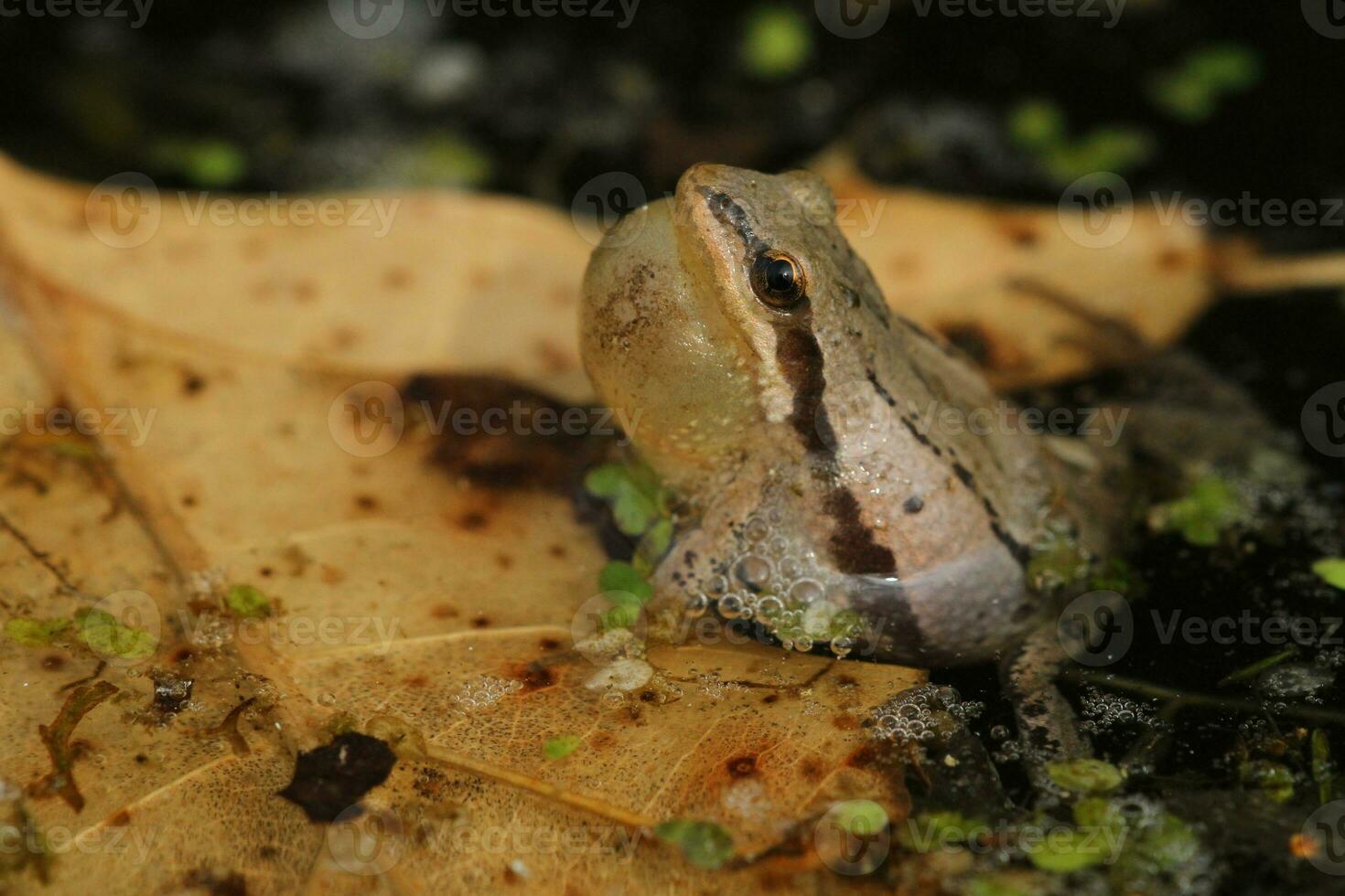 Western chorus frog calling photo