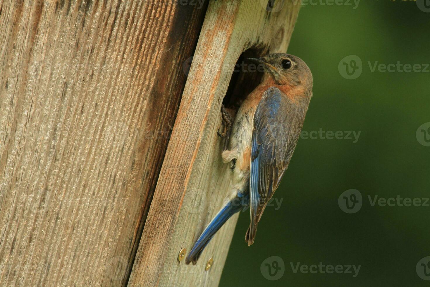 Bluebird at house photo