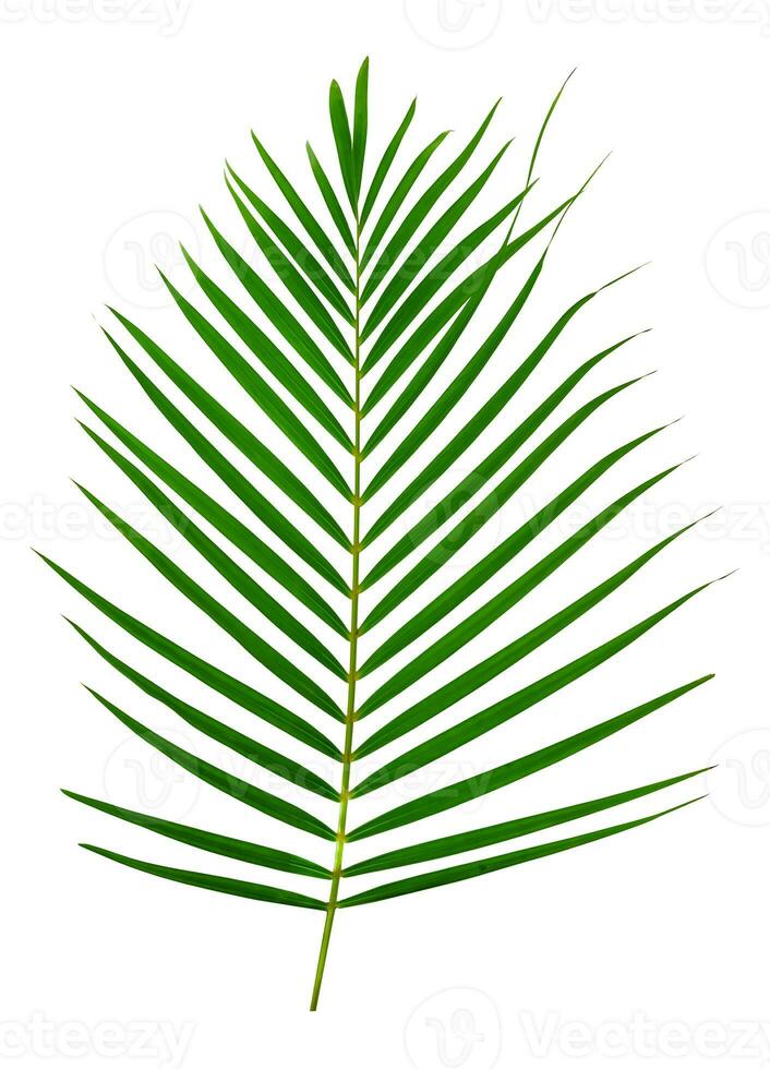 Green leaves pattern,leaf palm tree isolated on white background photo