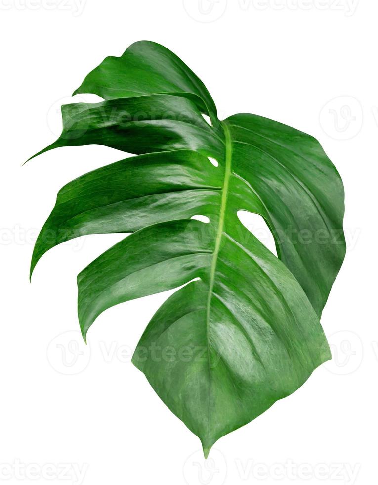 Green leaves pattern,leaf monstera isolated on white background,include clipping path photo