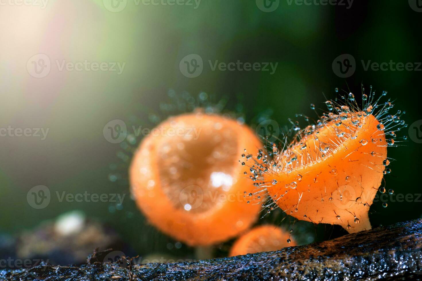 Cookeina tricholoma or Phylum Ascomycota with droplet on a dead wood in the rain forest photo